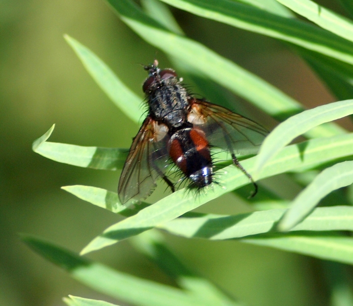 Tachinidae: cfr. Eriothrix rufomaculata